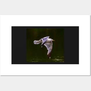 A Gull Flying Over a Lake Posters and Art